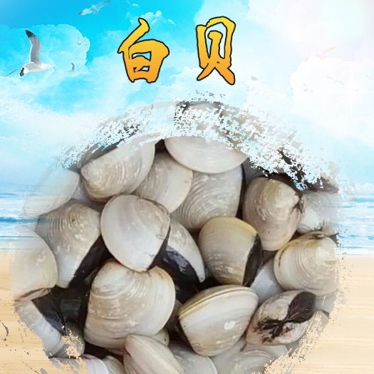 湛江鲜活贝类 白贝 网红卜卜贝  湛江白蛤螺鲜活贝