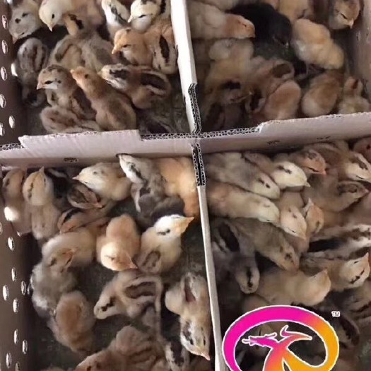 日照麻羽高产绿壳蛋鸡苗 母
