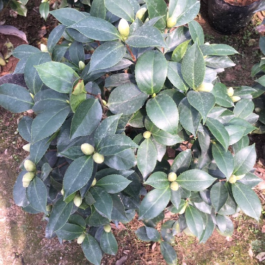 漳平市 茶花