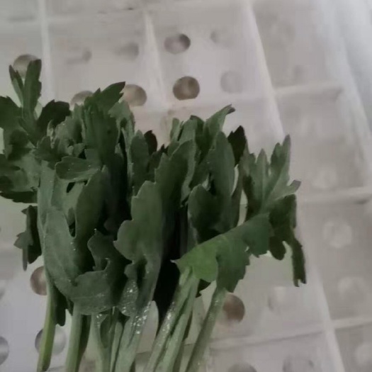 新沂市 大量出售神马，光玉，京成，菊花苗，价格实惠