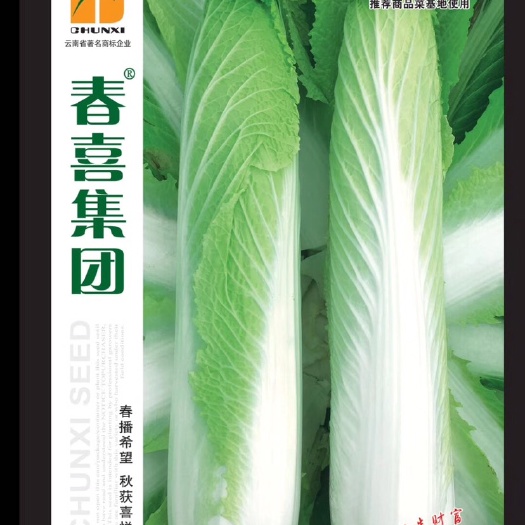 嵩明县大白菜种子 北海道绍菜7451