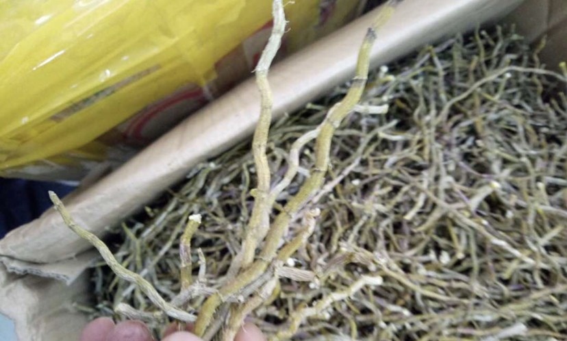 昆明 石斛干条