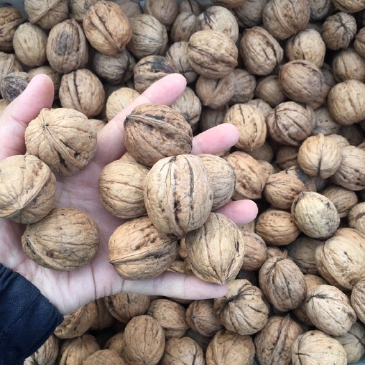 秦皇岛薄皮核桃 秦皇岛本地特产