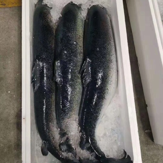 海口挪威三文鱼