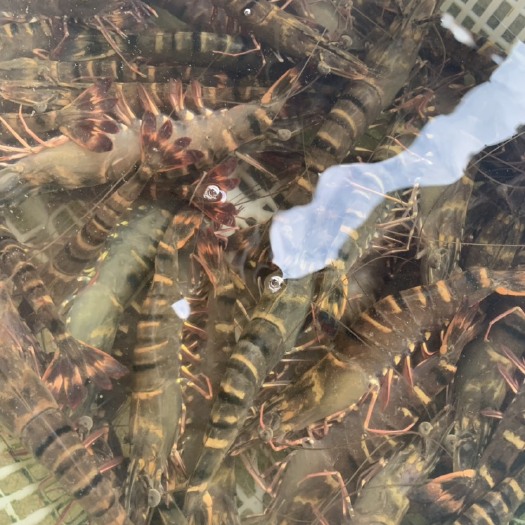 上海一手货源 产地直供 泰国草虾黑虎虾，8-10头，20头不等，
