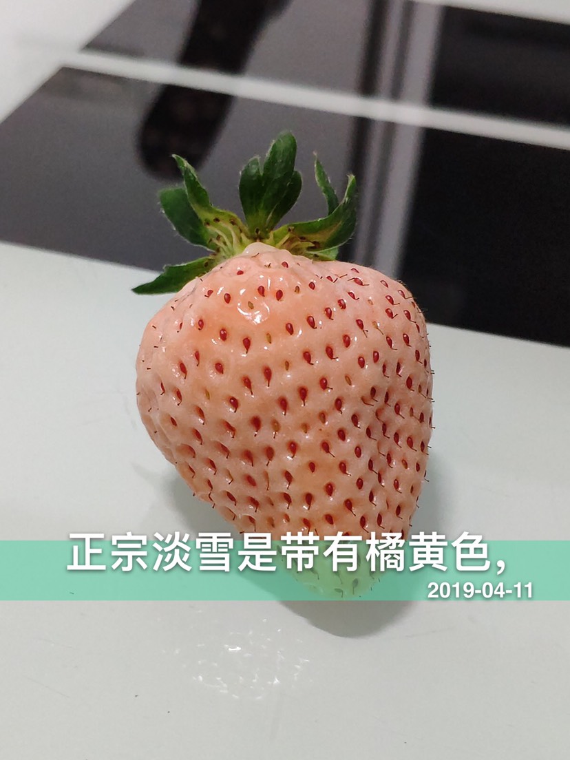 淡雪草莓