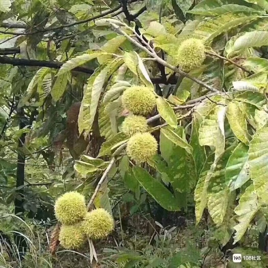 蒙阴县蒙山板栗 沂蒙山栗