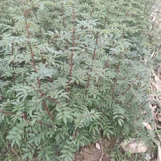 冕宁县汉源花椒苗