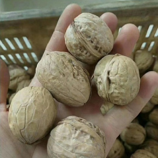 稷山县 薄皮核桃