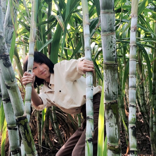 瑞安市 自家老爸种的正宗陶山甘蔗，味美多汁