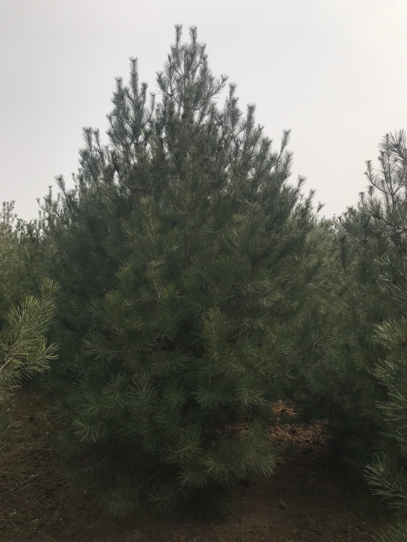 2米一级白皮松