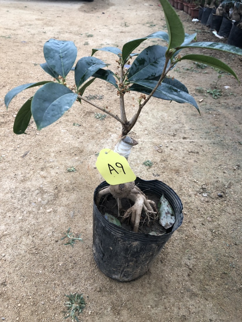  矮桩盆景盘根流苏造型桂花金桂丹桂e嫁接桂花盆栽苗沉香桂盆景