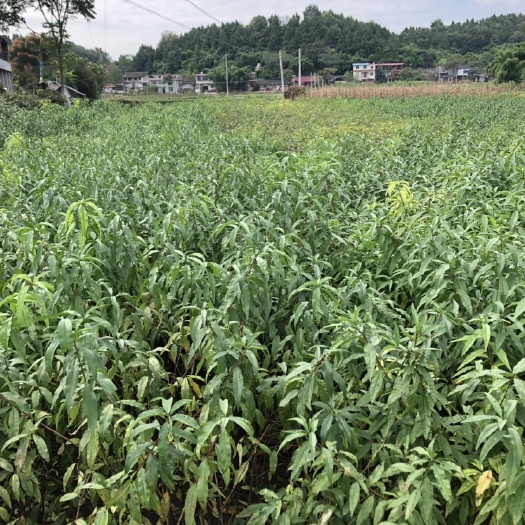 简阳市油桃苗 1~1.5米