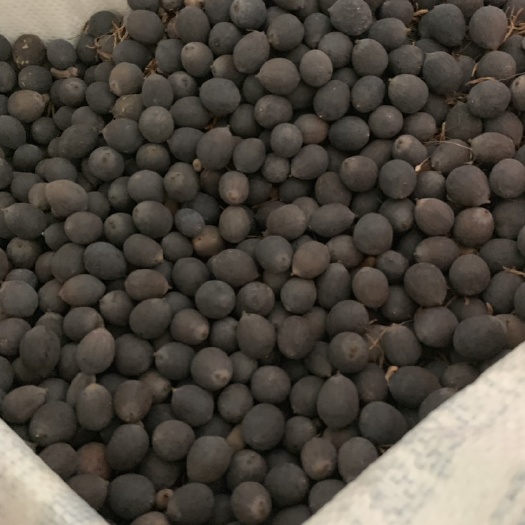 鄂州 今年新出湘莲，大量有售