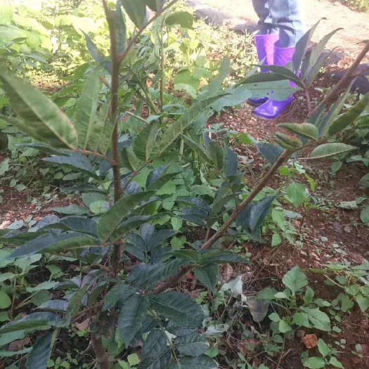 冕宁县无刺花椒苗