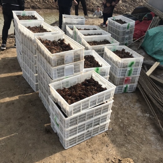 鱼台县小龙虾苗  山东万亩小龙虾养殖基地出售龙虾苗