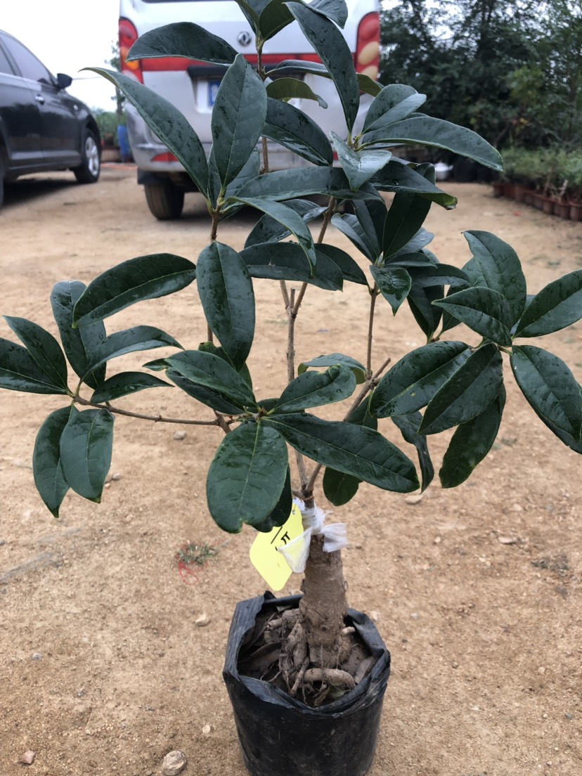  矮桩盆景盘根流苏造型桂花金桂丹桂e嫁接桂花盆栽苗沉香桂盆景