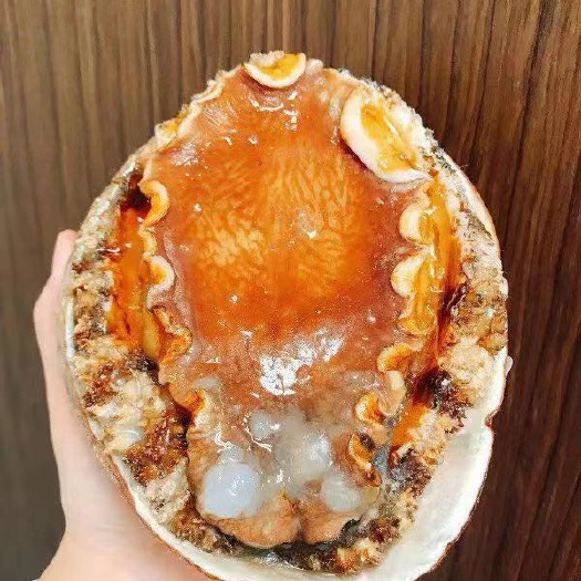 深圳 澳洲大鲍鱼