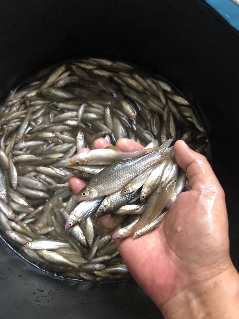 小麦穗鱼干 烟熏麦穗鱼—-千金易得、好鱼难求。一切