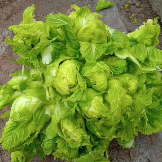 儿菜 娃娃菜 儿菜头 商超直供 品质保证价格美丽