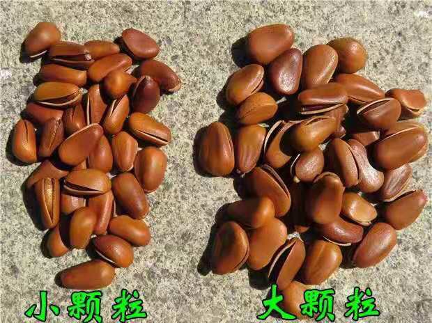  超大粒手剥开口松子，休闲，批发