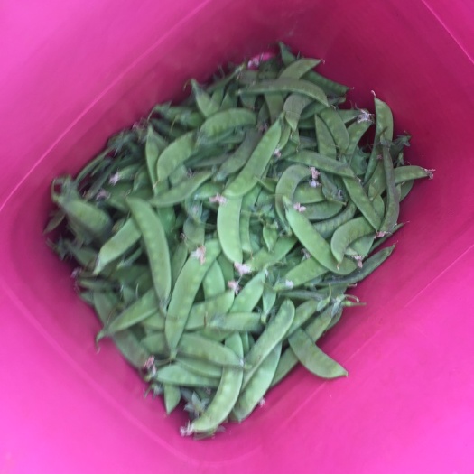 建水县架豆角 绿皮夹豆