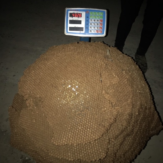 博罗县 带巢马蜂