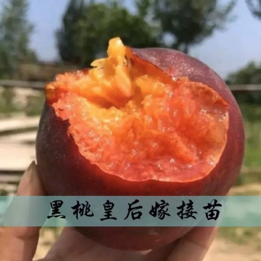 平邑县 黑桃树苗黑桃皇后桃树苗黑桃皇后嫁接苗