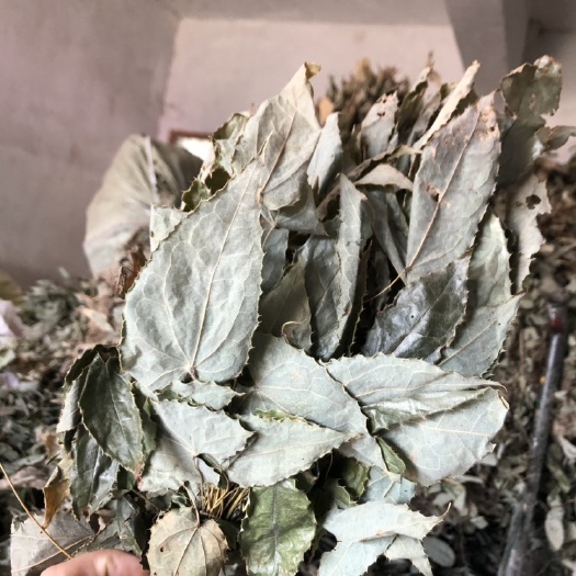 汉中 淫羊藿大量上市