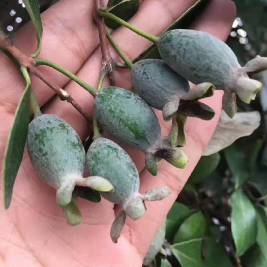 灵山县菲油果苗 菲油果