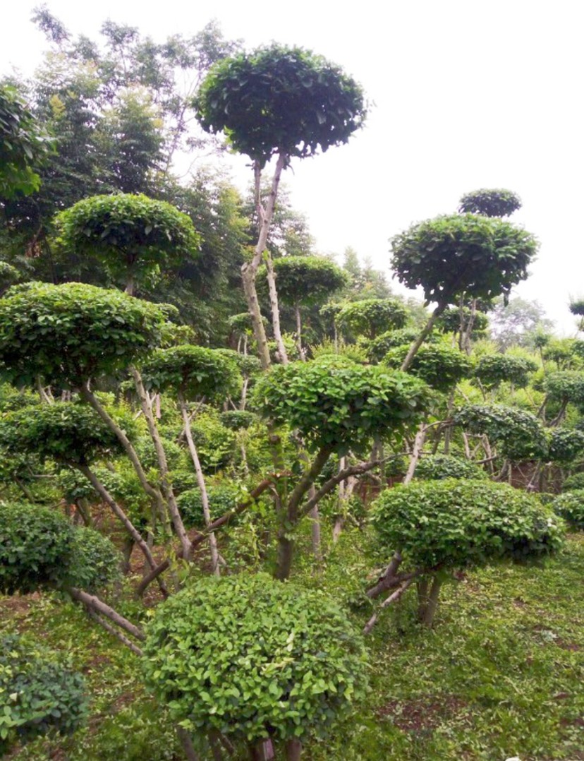 小葉女貞造型樹 精品女貞造型,雲片飽滿(>7),精剪精修,多杆叢生,精品