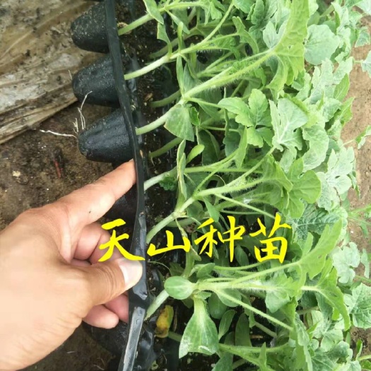 徐州麒麟西瓜苗