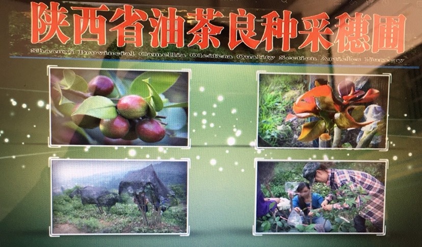 汉中 精炼纯正白花果，红花果山茶油