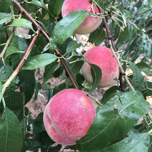 莱州市金秋红密  金秋红蜜