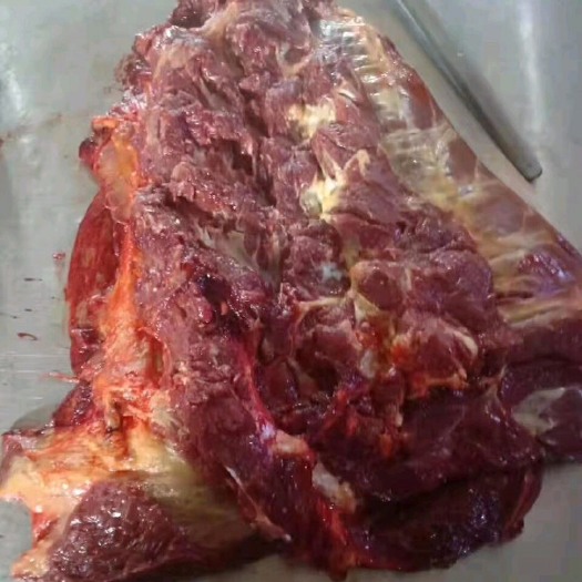二连浩特蒙古马  蒙古马肉一手货源