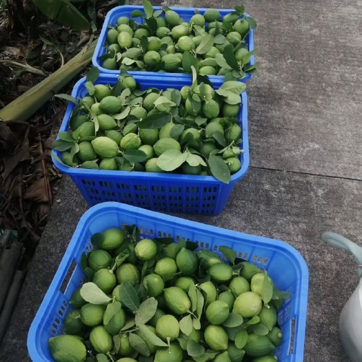 广州 香水柠檬，奶茶必备