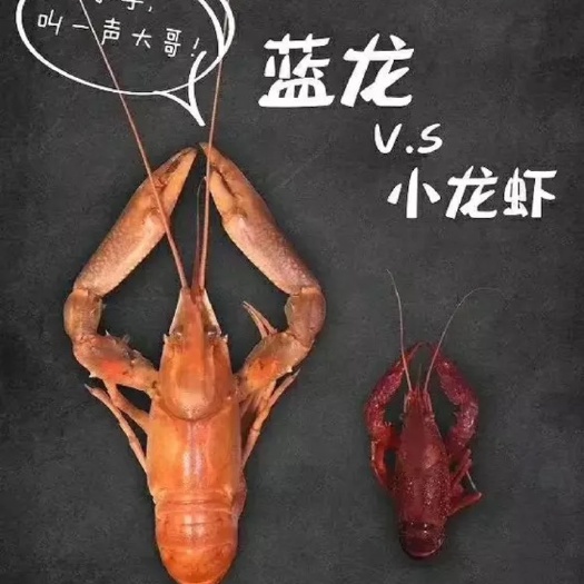 广州 小龙虾中的黑马