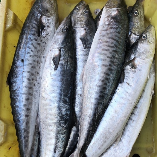 海口 冰鲜马鲛鱼，，小扒皮等等