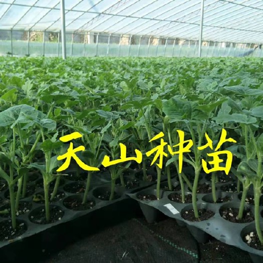 徐州西农八号西瓜苗