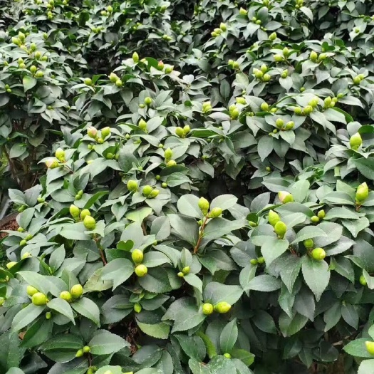 漳平市香花茶 50~80cm