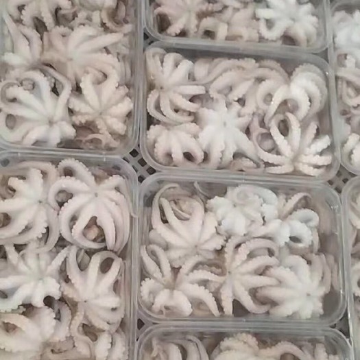 石狮市一件代发翻花脆口小章鱼码头直供