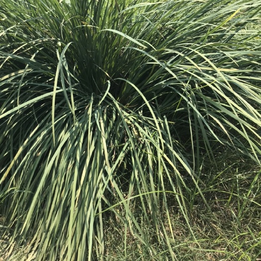 曹县麦冬草