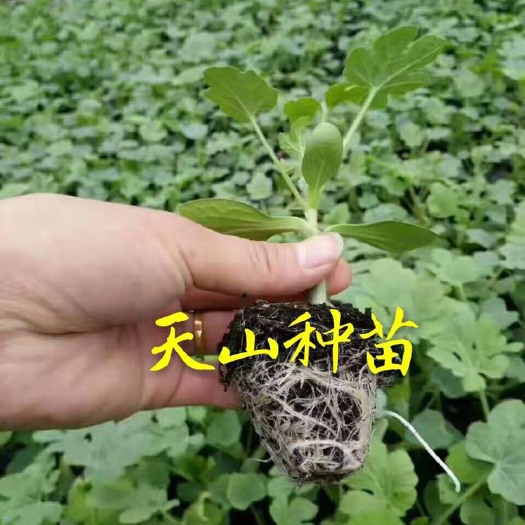 徐州8424西瓜苗 价格=质量