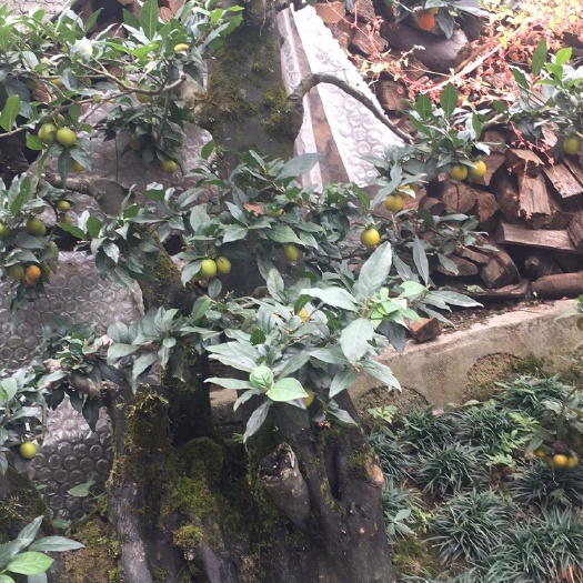 桑植县造型金弹子 树桩