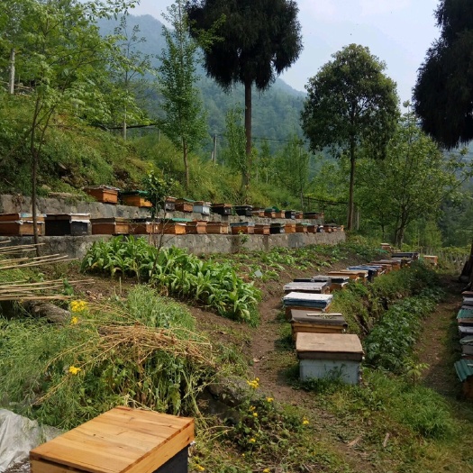 绵竹市 扶贫中蜂出售
