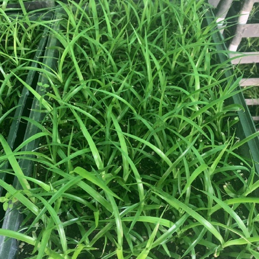广州龙血树盆栽 龙血树山海带花卉种苗