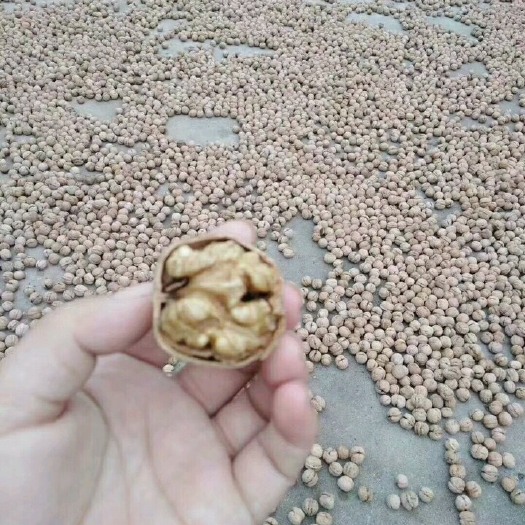 赞皇县 干核桃