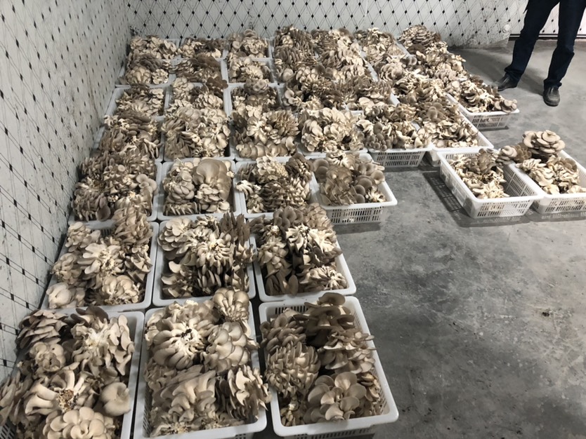 吉首市 姬菇，每天出货5000斤，大量出货