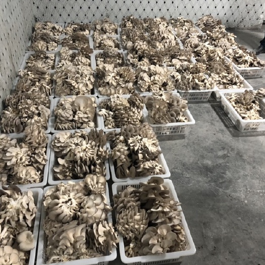 吉首市 姬菇，每天出货5000斤，大量出货