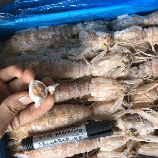 成都虾爬子 超大号爬爬虾